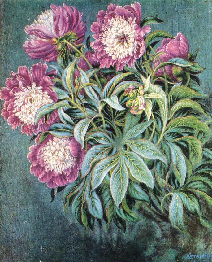 比洛克·卡捷耶娜《静物：牡丹》Peonies