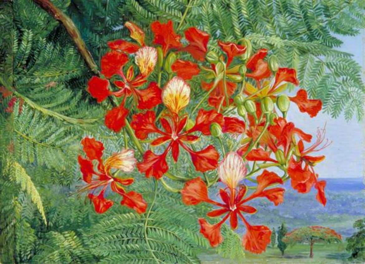 玛丽安娜·诺斯《马达加斯加树的叶子和花》Foliage and Flowers of a Madagascar Tree