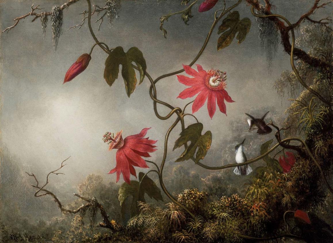 马丁·约翰逊·海德《热情的花与蜂鸟》Passion Flowers with Hummingbirds